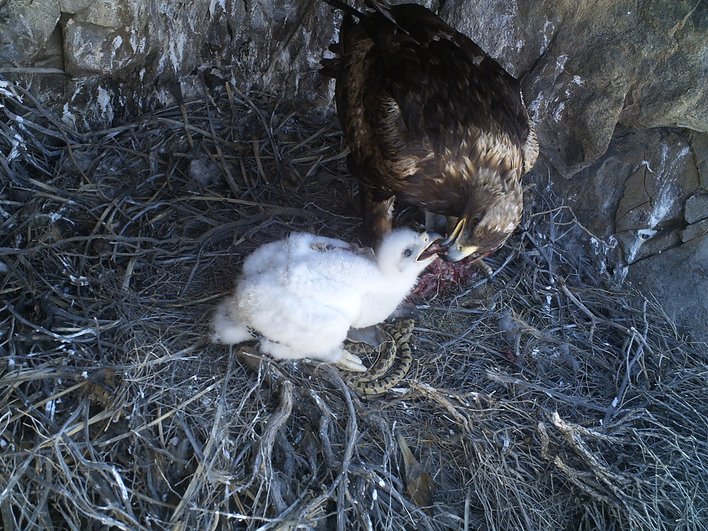 Adult Golden Eagle Feeding Young U.S. Geological Survey